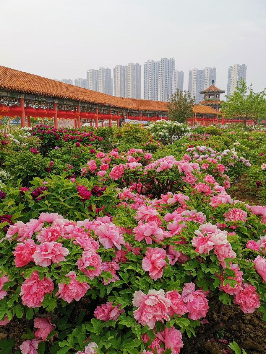 菏泽牡丹甲天下