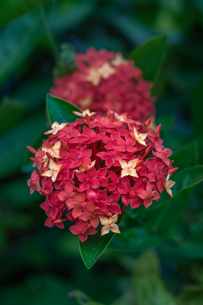 红色龙船花花球