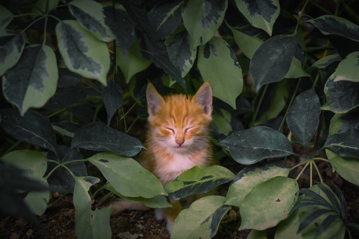 树丛中闭目养神的小橘猫
