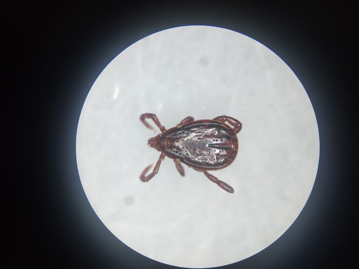 一只镰形扇头蜱雄坐标温州