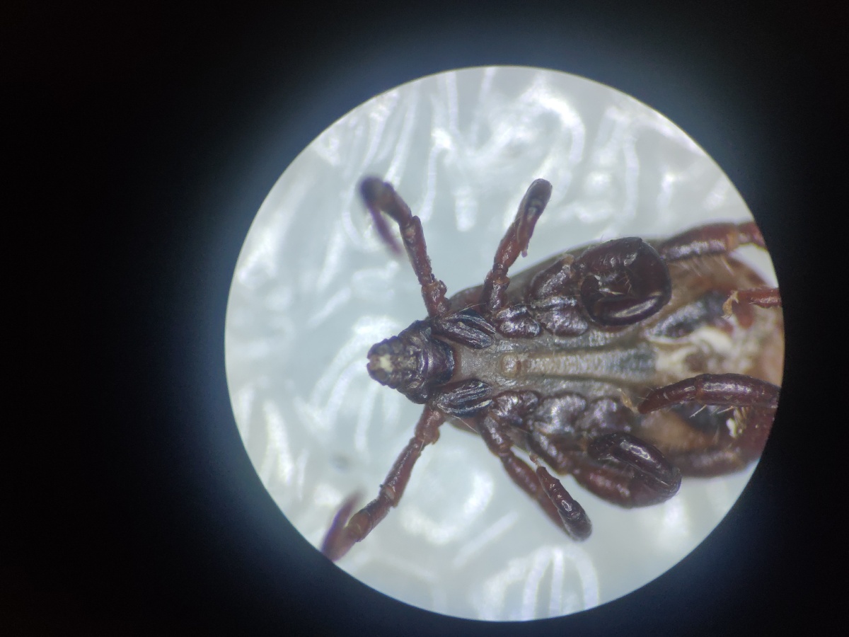 一只镰形扇头蜱雄坐标温州