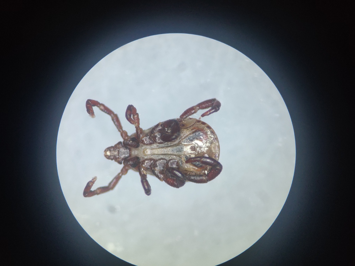 一只镰形扇头蜱雄坐标温州