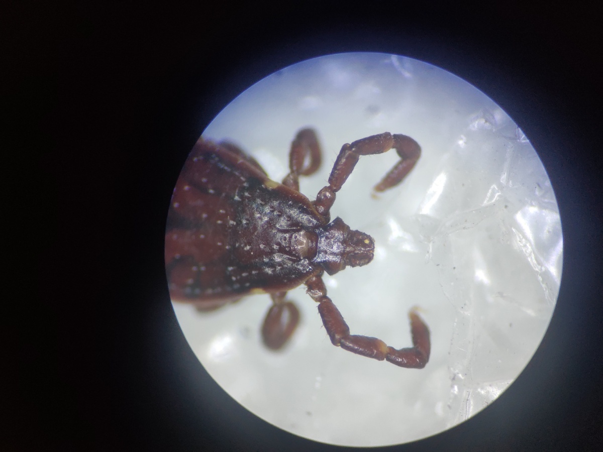 一只镰形扇头蜱雄坐标温州