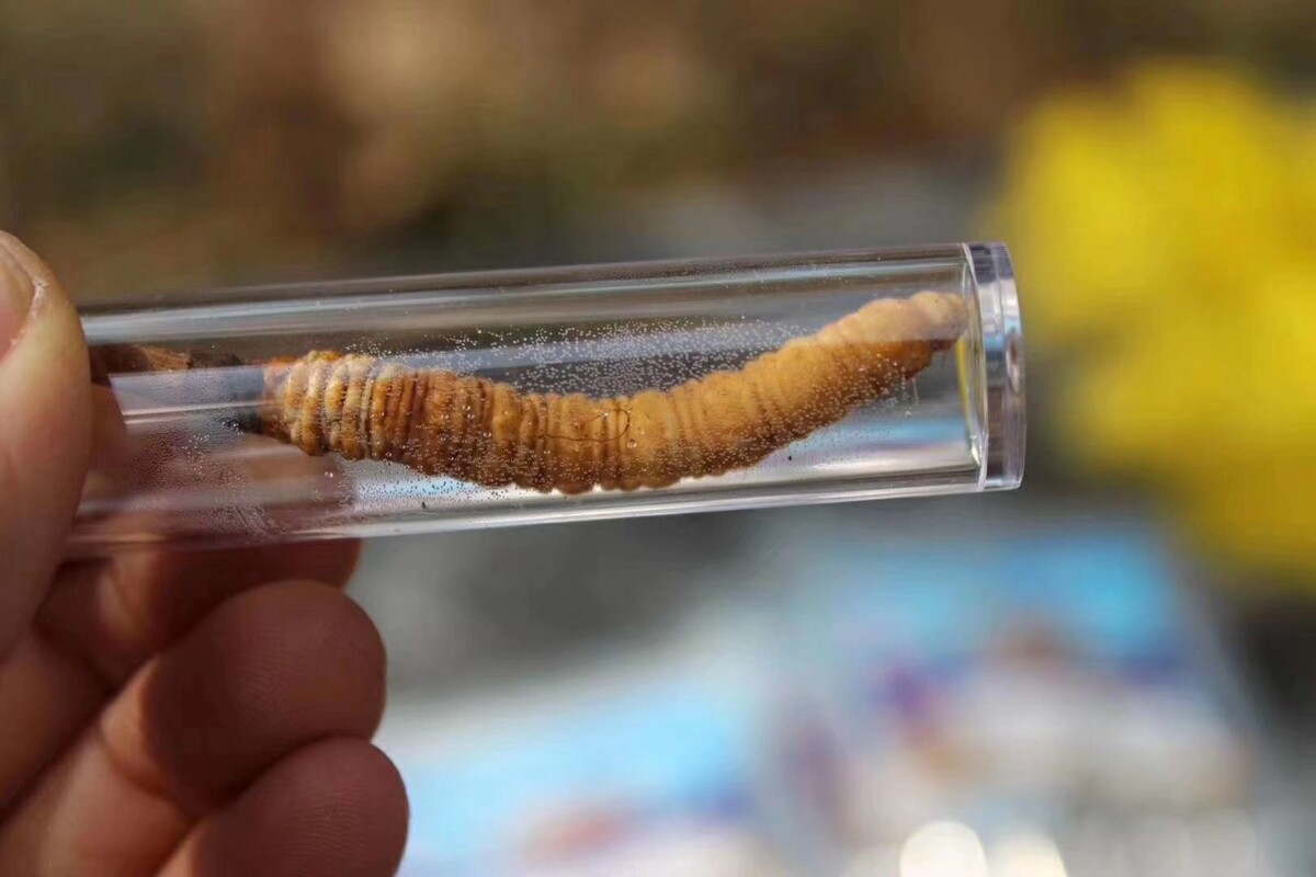 宠物身上有蠕虫,幼虫只吃少量食物如粪便或有机碎屑