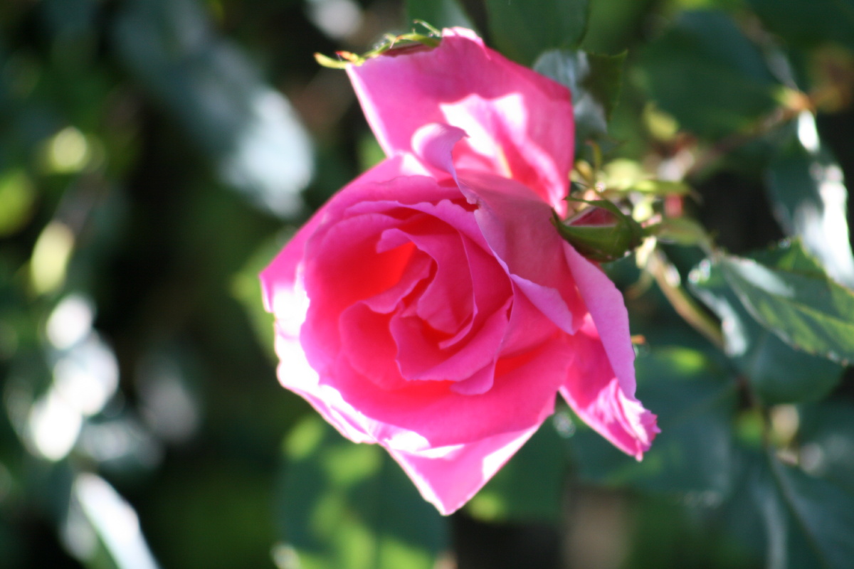 六月花开月季篇