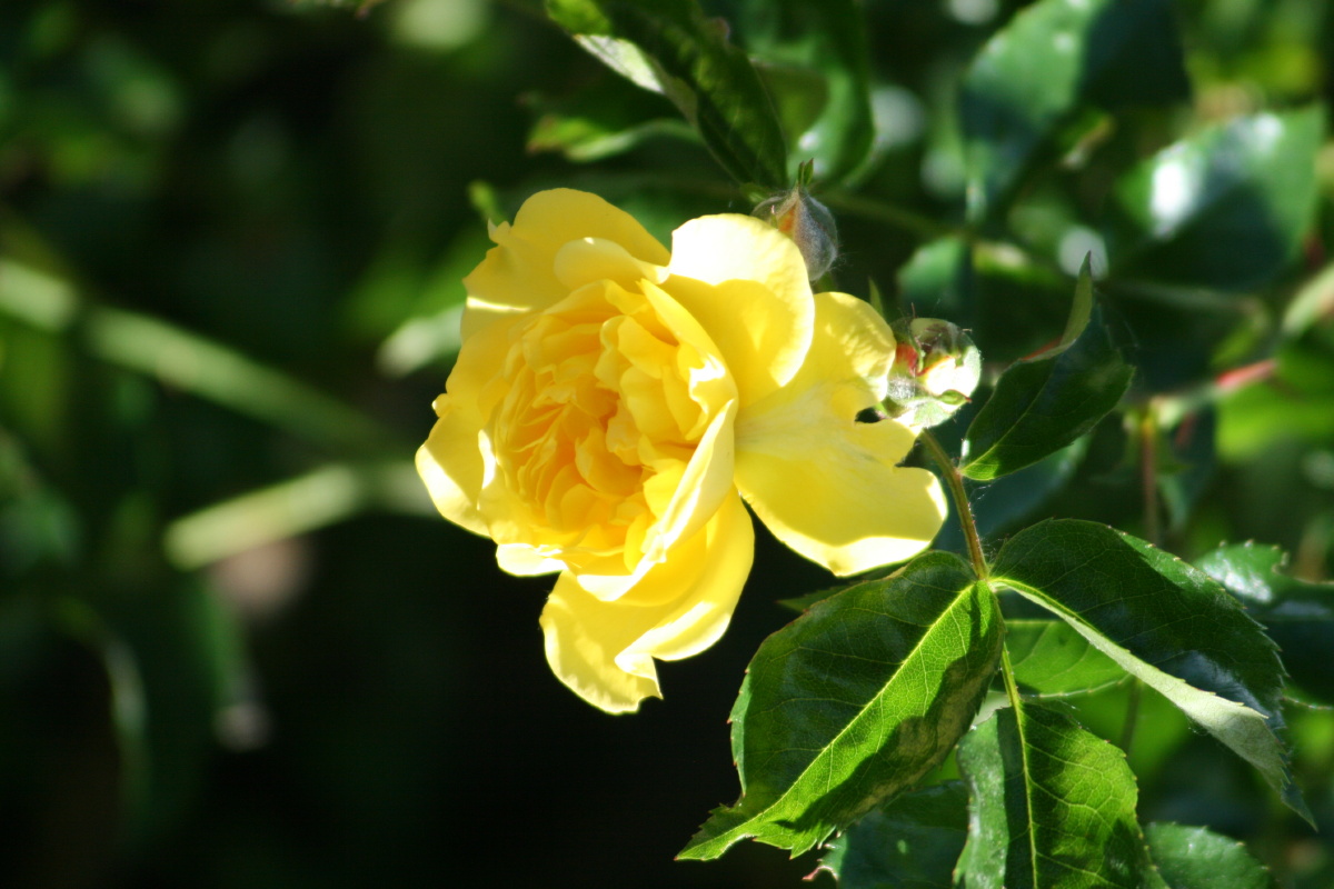 六月花开月季篇