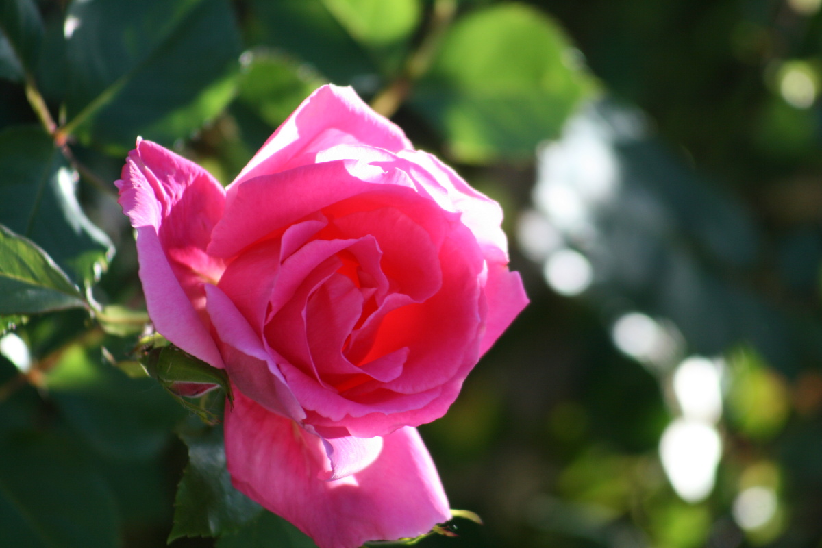 六月花开月季篇