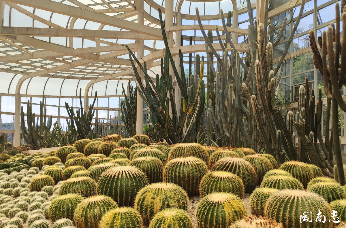 厦门植物园的沙生植物区78