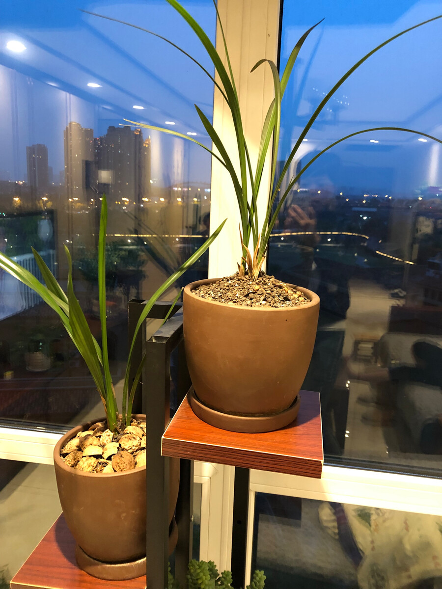 办公室装修风水如何判断是否适合摆放植物?