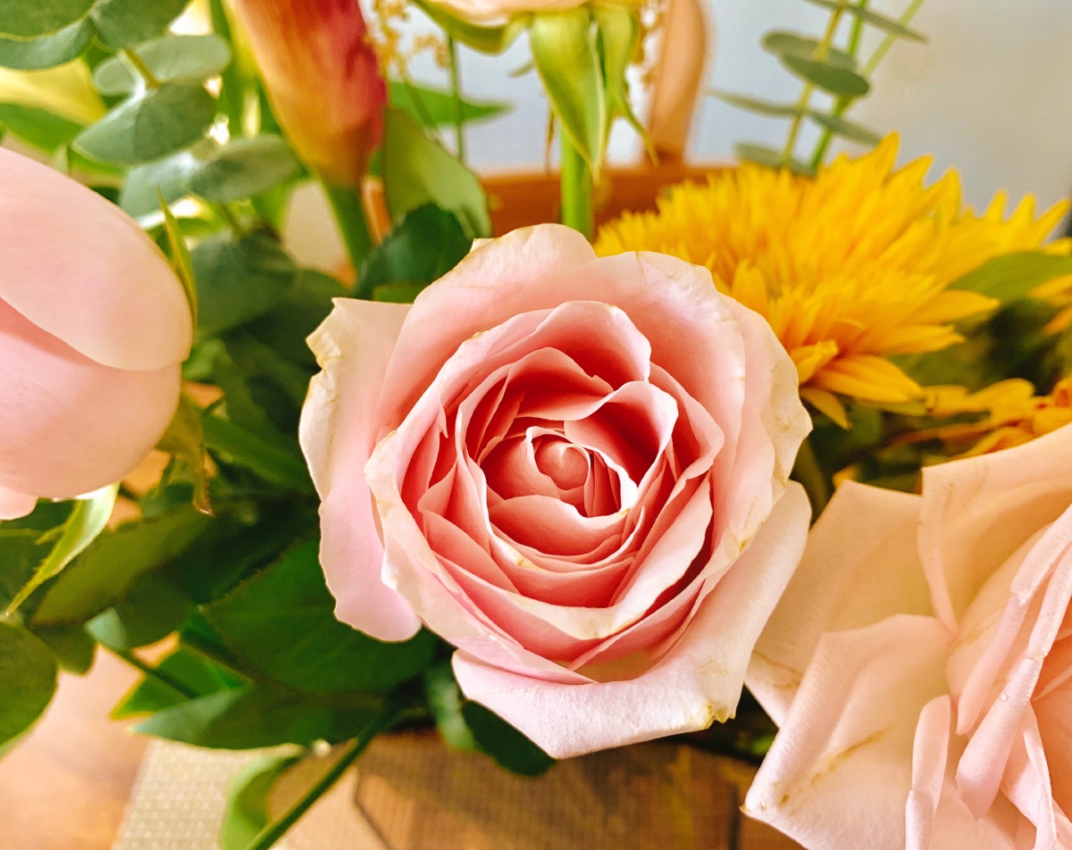 狮子座开运花光羽柔心