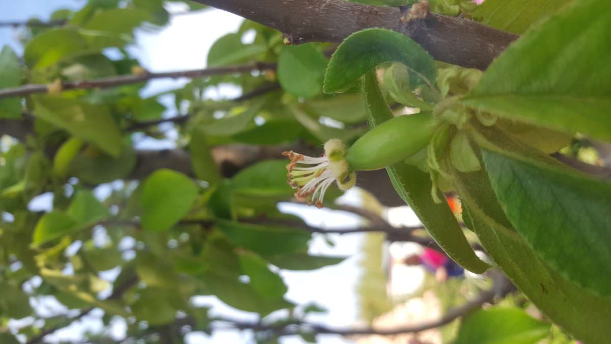 降龙木你见过吗