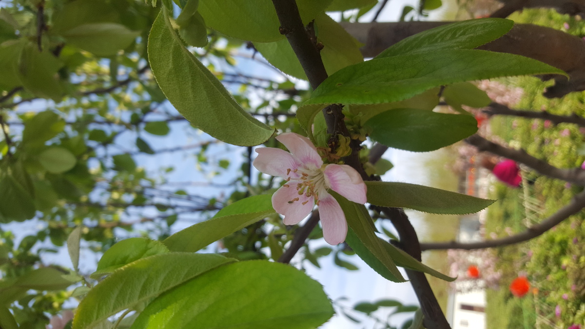 降龙木你见过吗