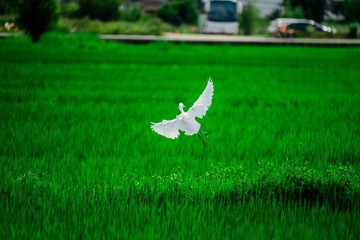 2F356CDD-345E-479E-A286-176995146E0E/L0/001