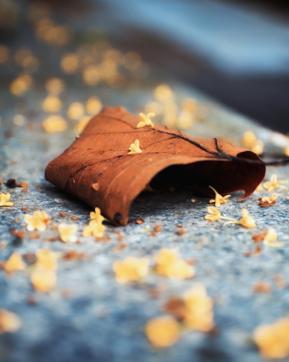 秋叶落花妆满地