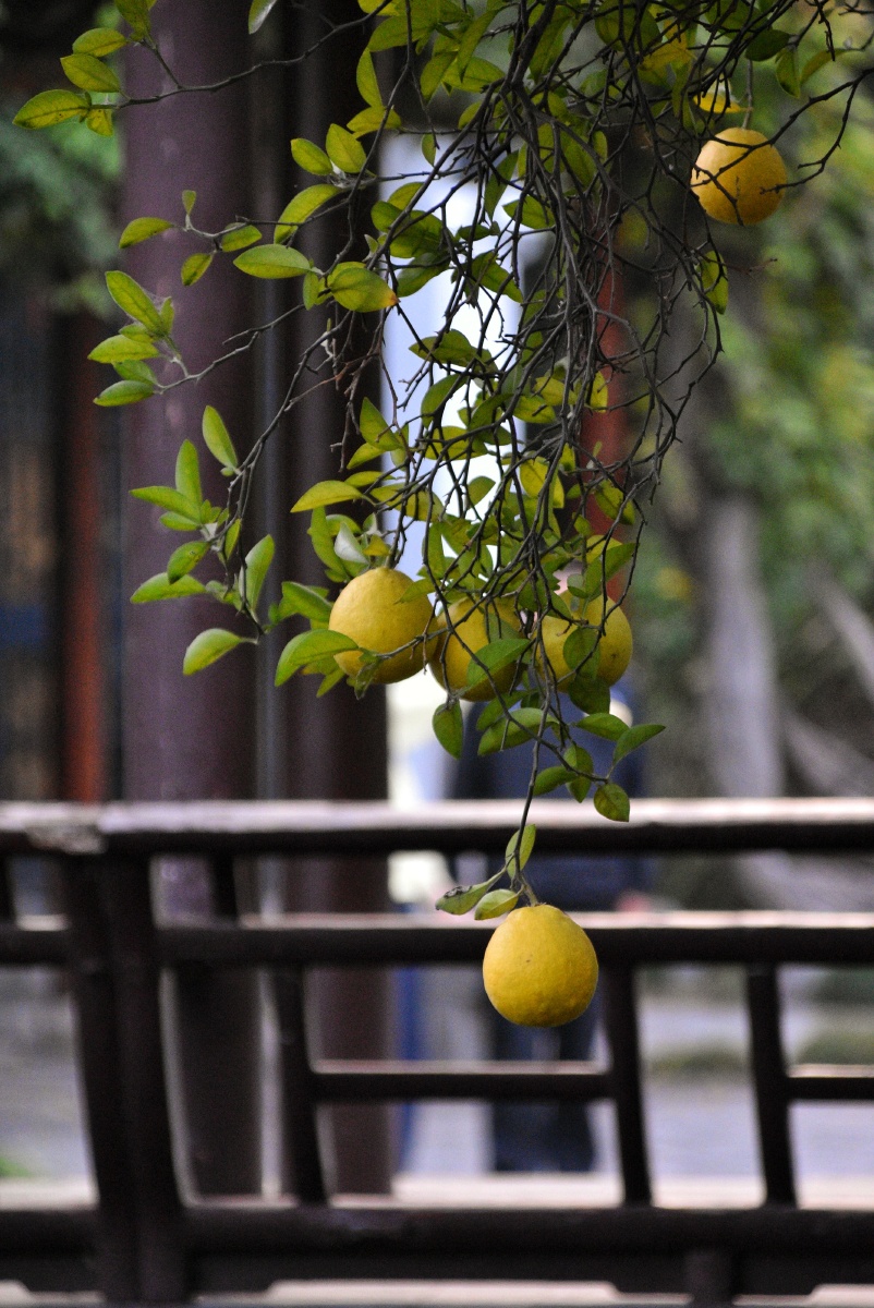 秋意渐深香橼垂枝