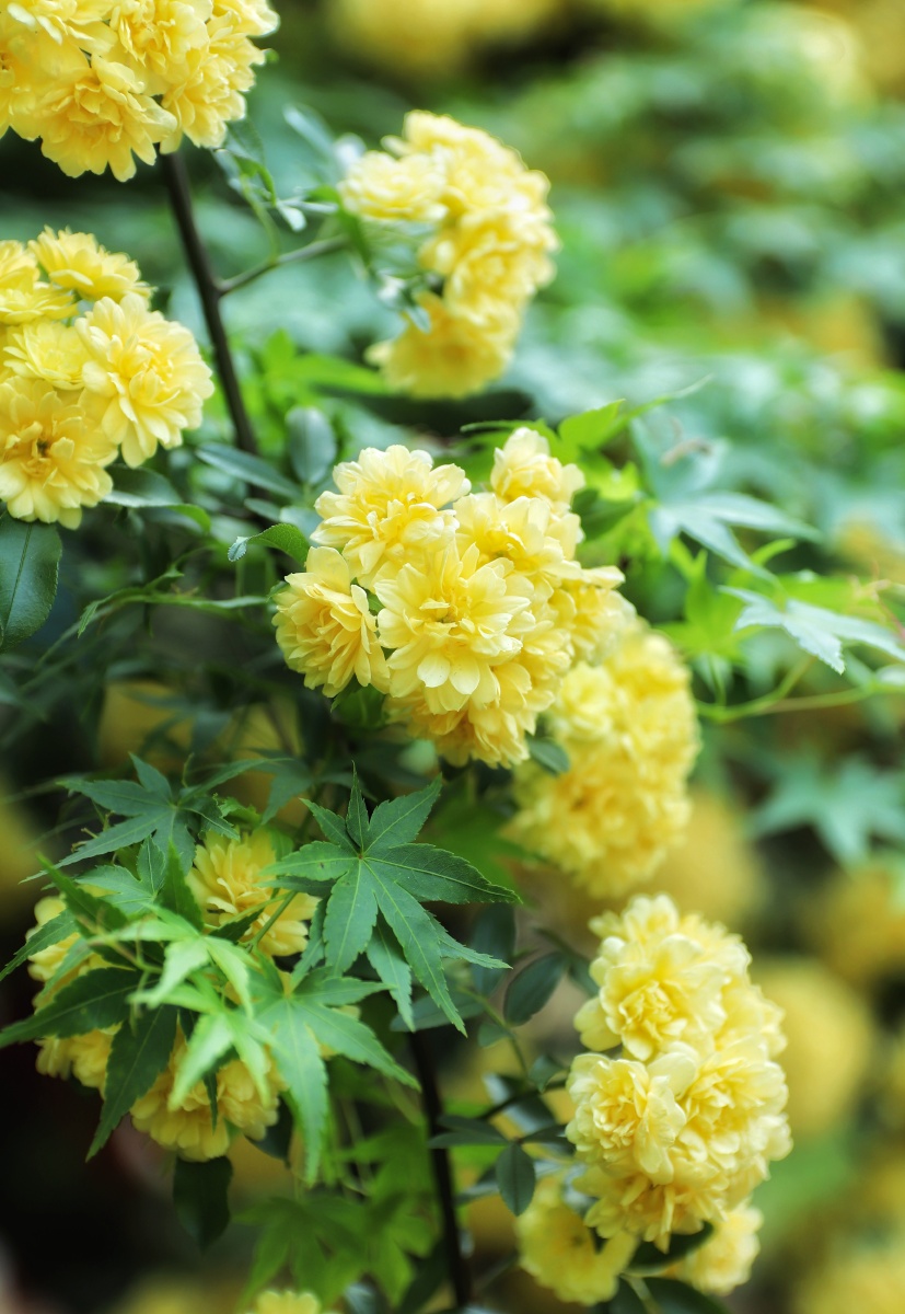 花开春正好木香