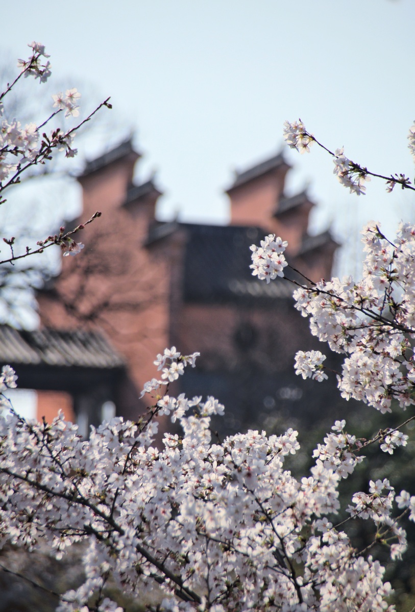 南京春天里网红打卡地之一樱花大道古鸡鸣寺