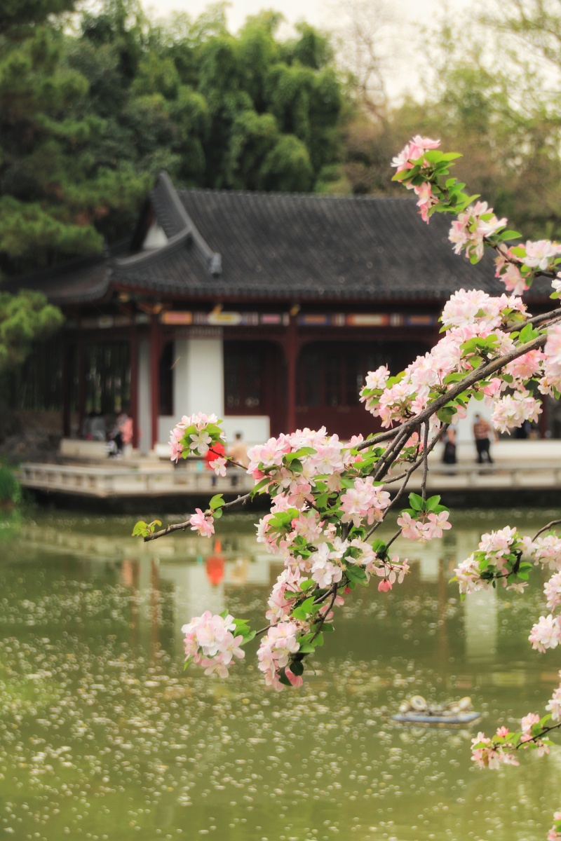 点点绛珠缀新绿春光添艳花满枝莫愁湖海棠