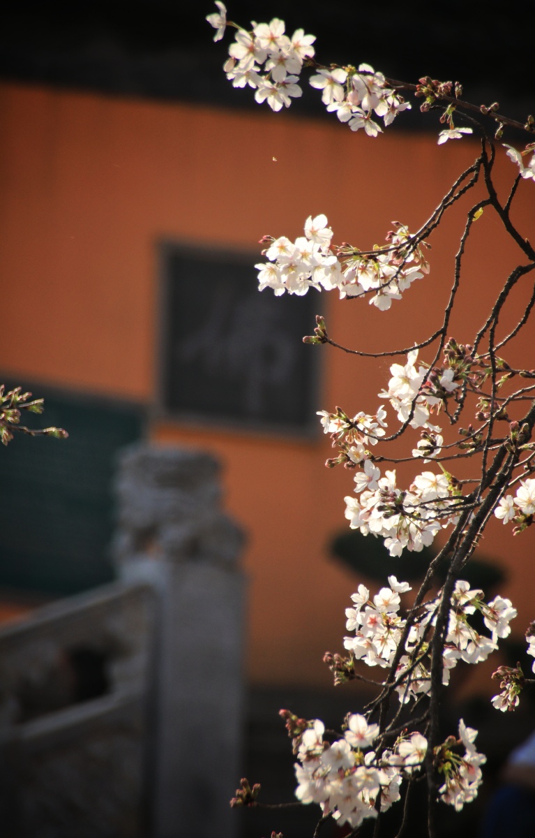 南京春天里网红打卡地之一樱花大道古鸡鸣寺
