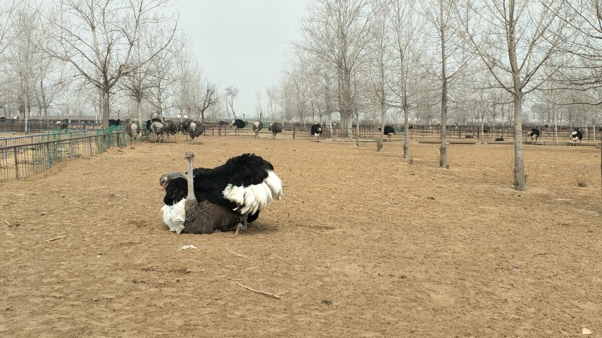 肉牛和肉驴养殖比较,牛羊驴养殖前景非常看好
