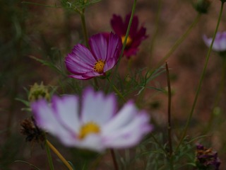 tmp_7f2e541034cf43584d3fa36894b684a4