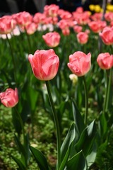 A481D277-5790-4A47-A7E2-297B0D9AE626/L0/001