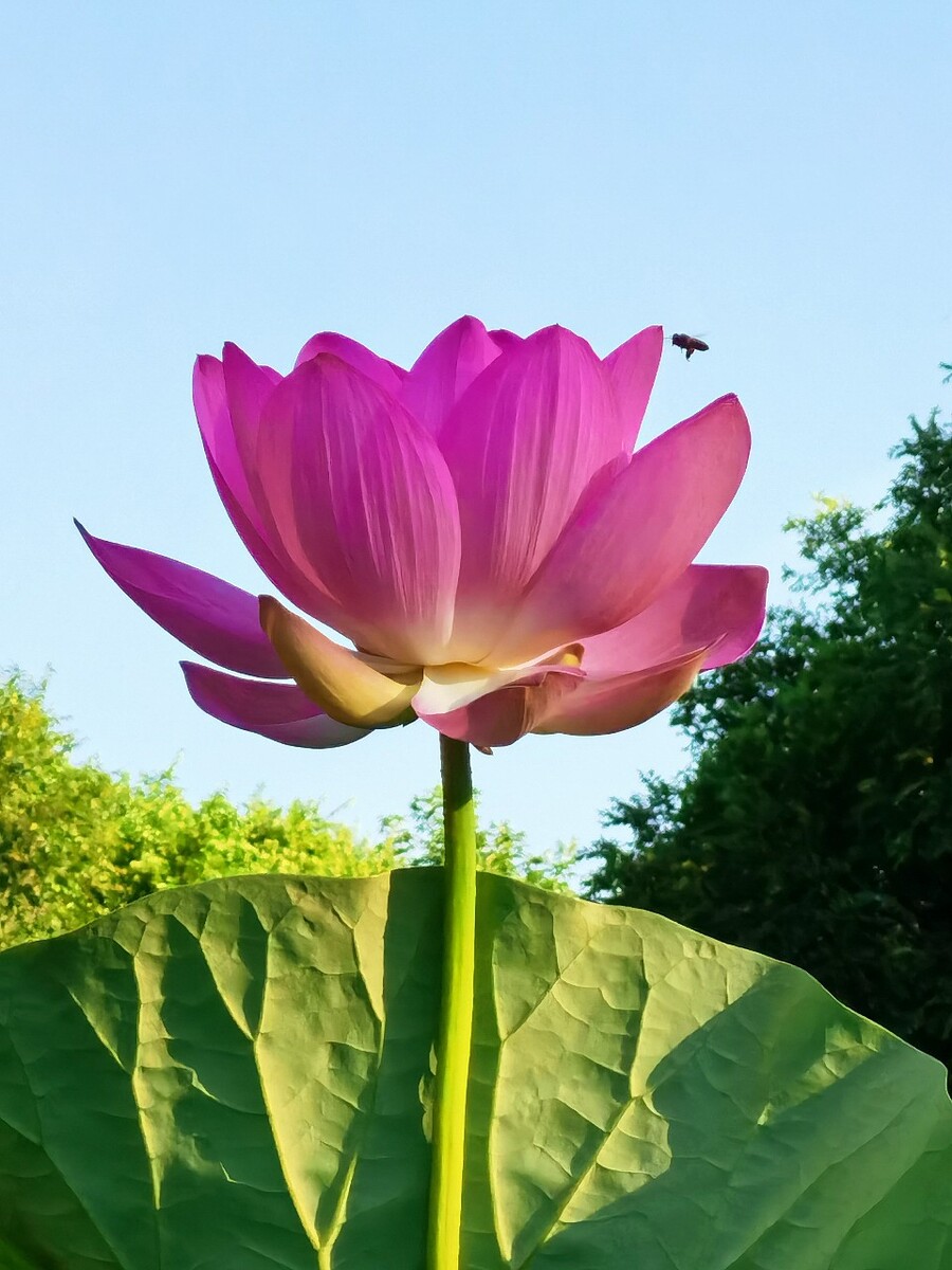 蜂荷日丽！