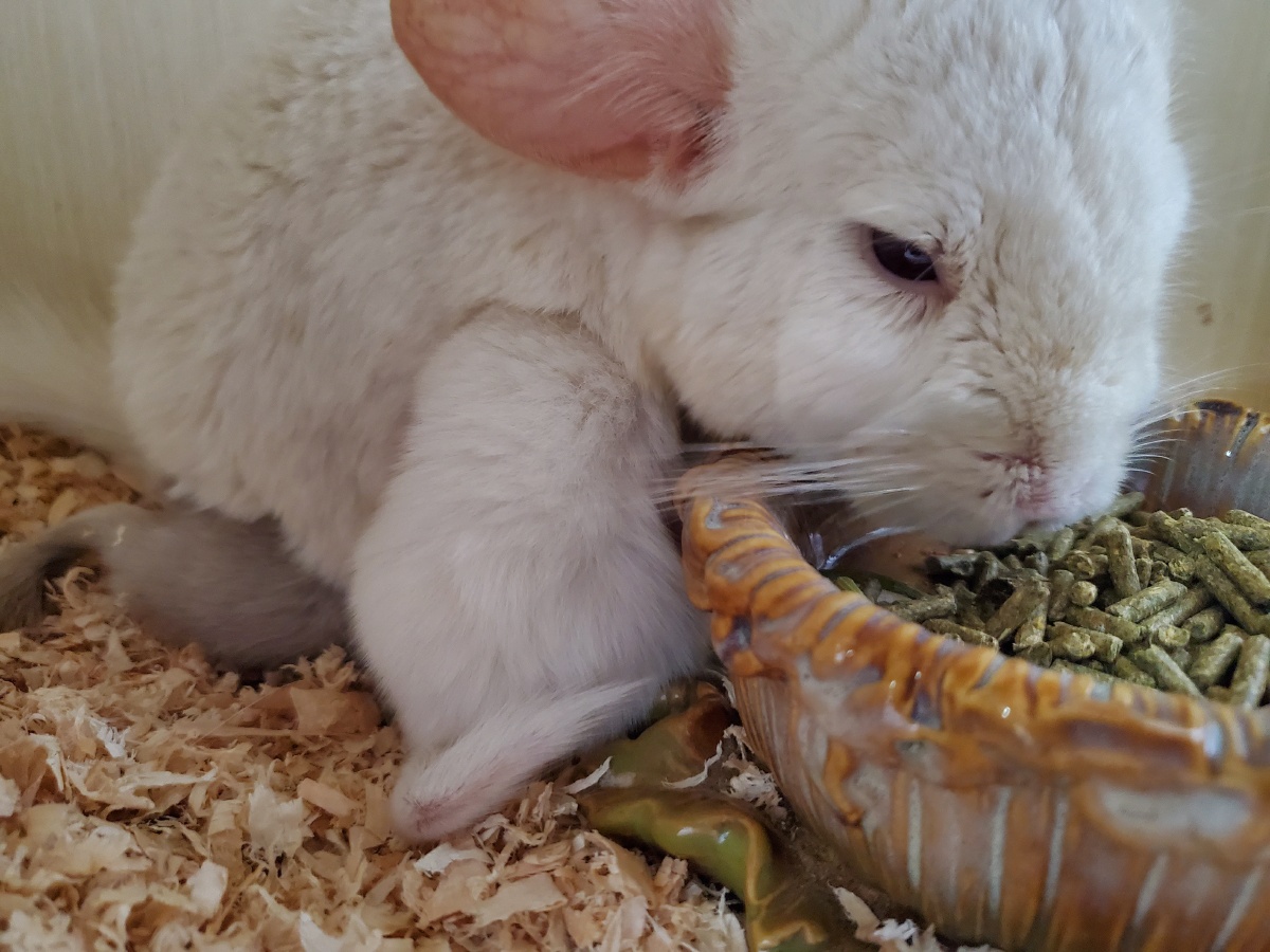 宠物兔子吃什么零食,喂兔子新鲜食物不要喂膨化食品!