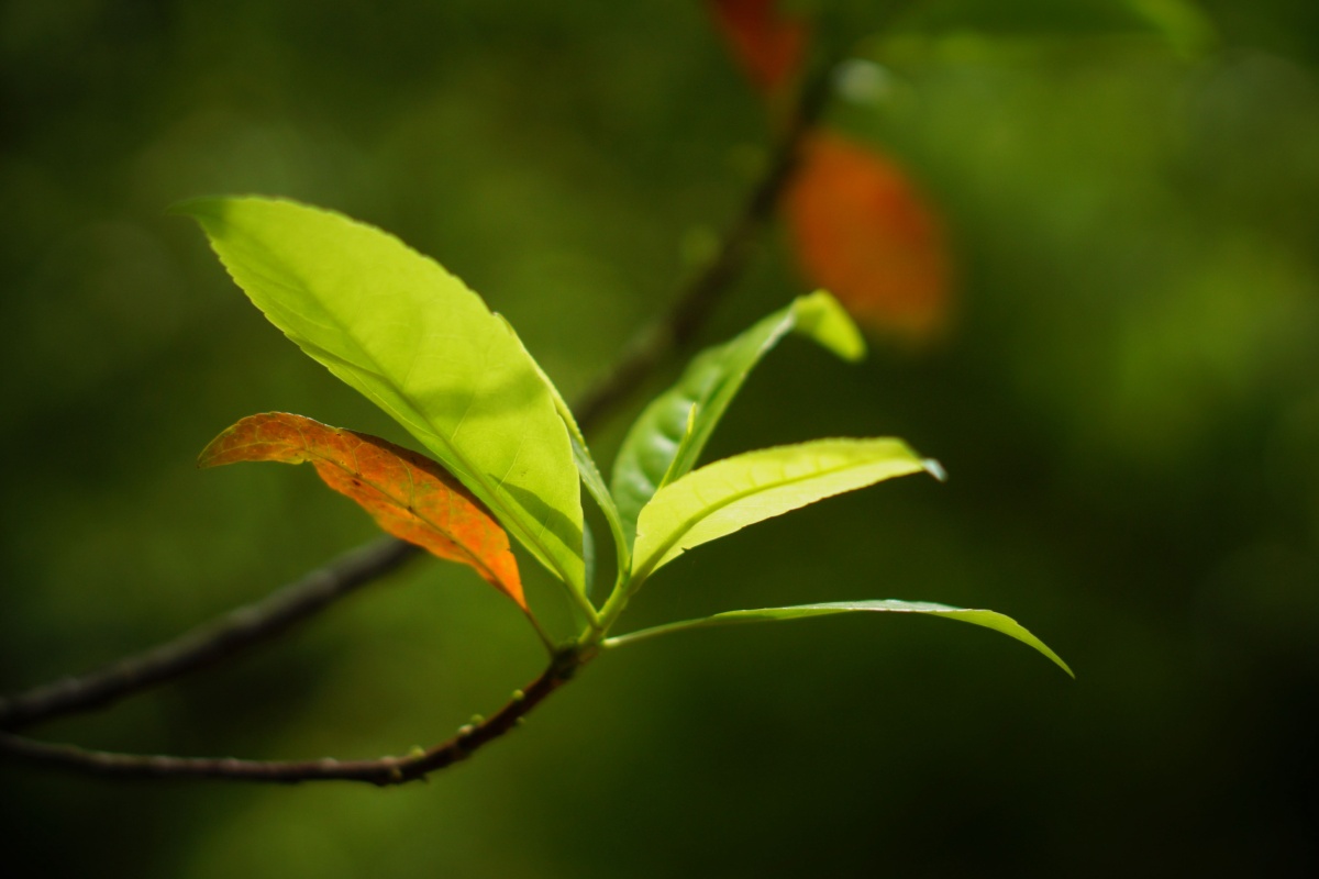 叶系列 - 虹2021 - 图虫