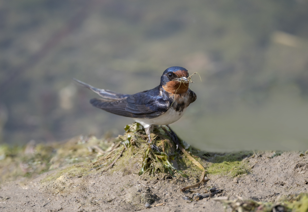 小燕做窝衔春泥! - 炫彩魅影