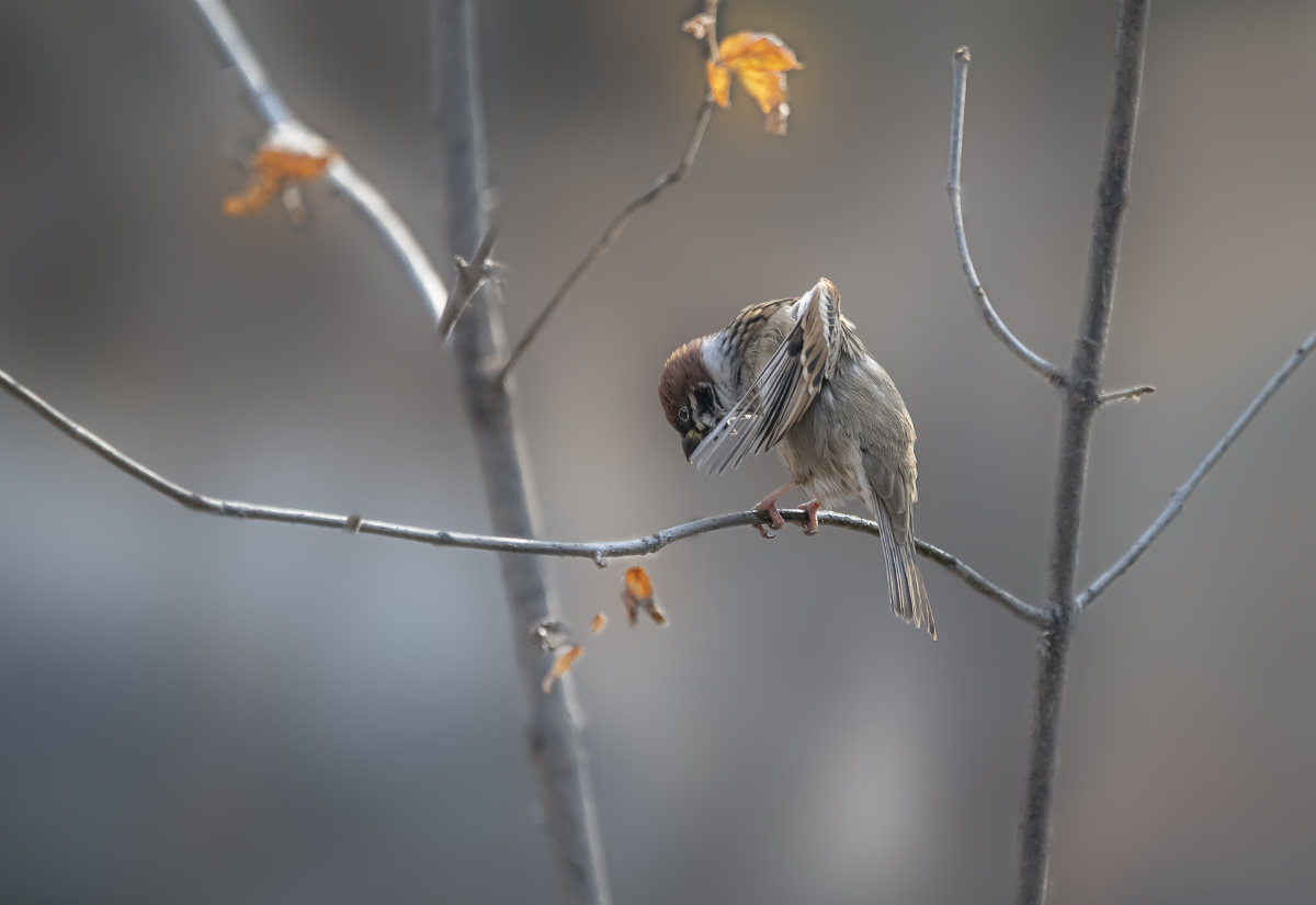 清冷冬季天使折翼
