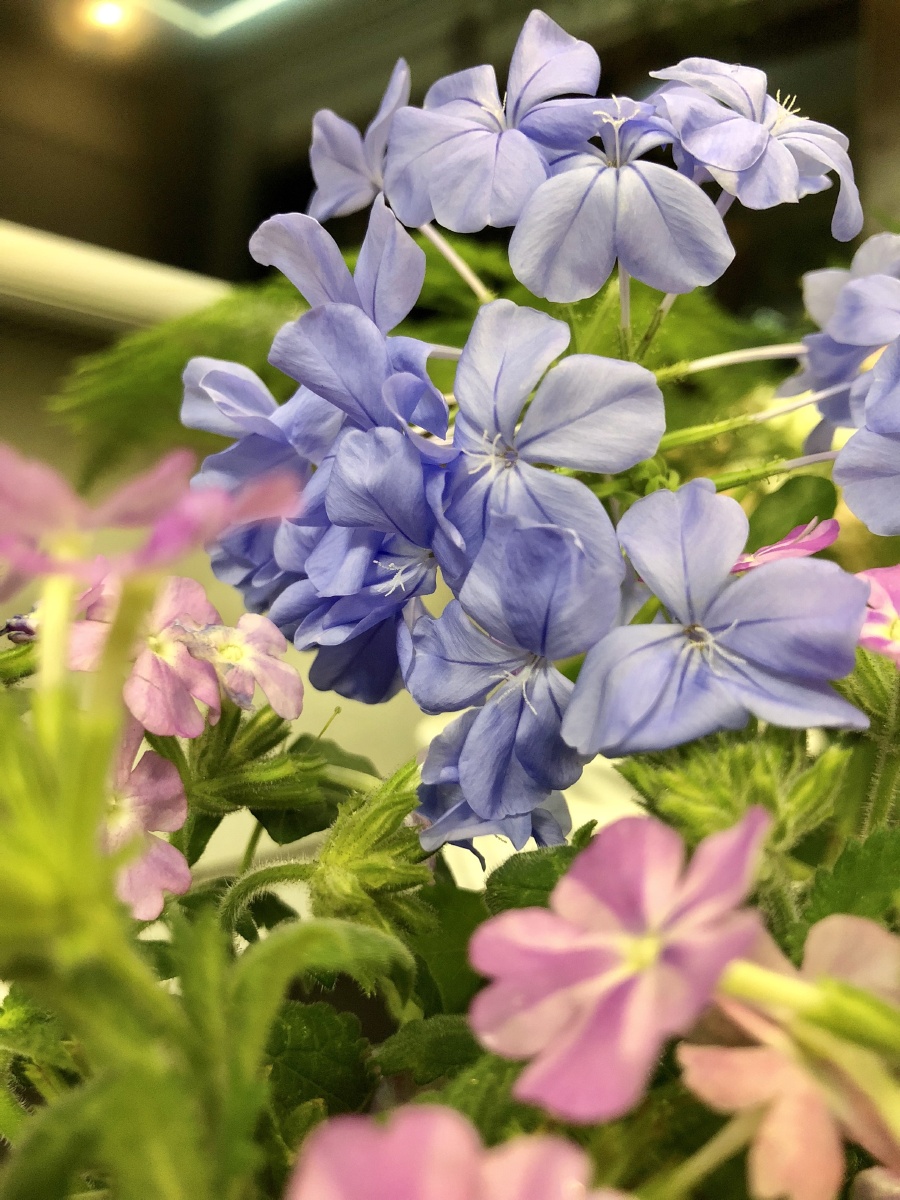 溯游从之宛在水中坻