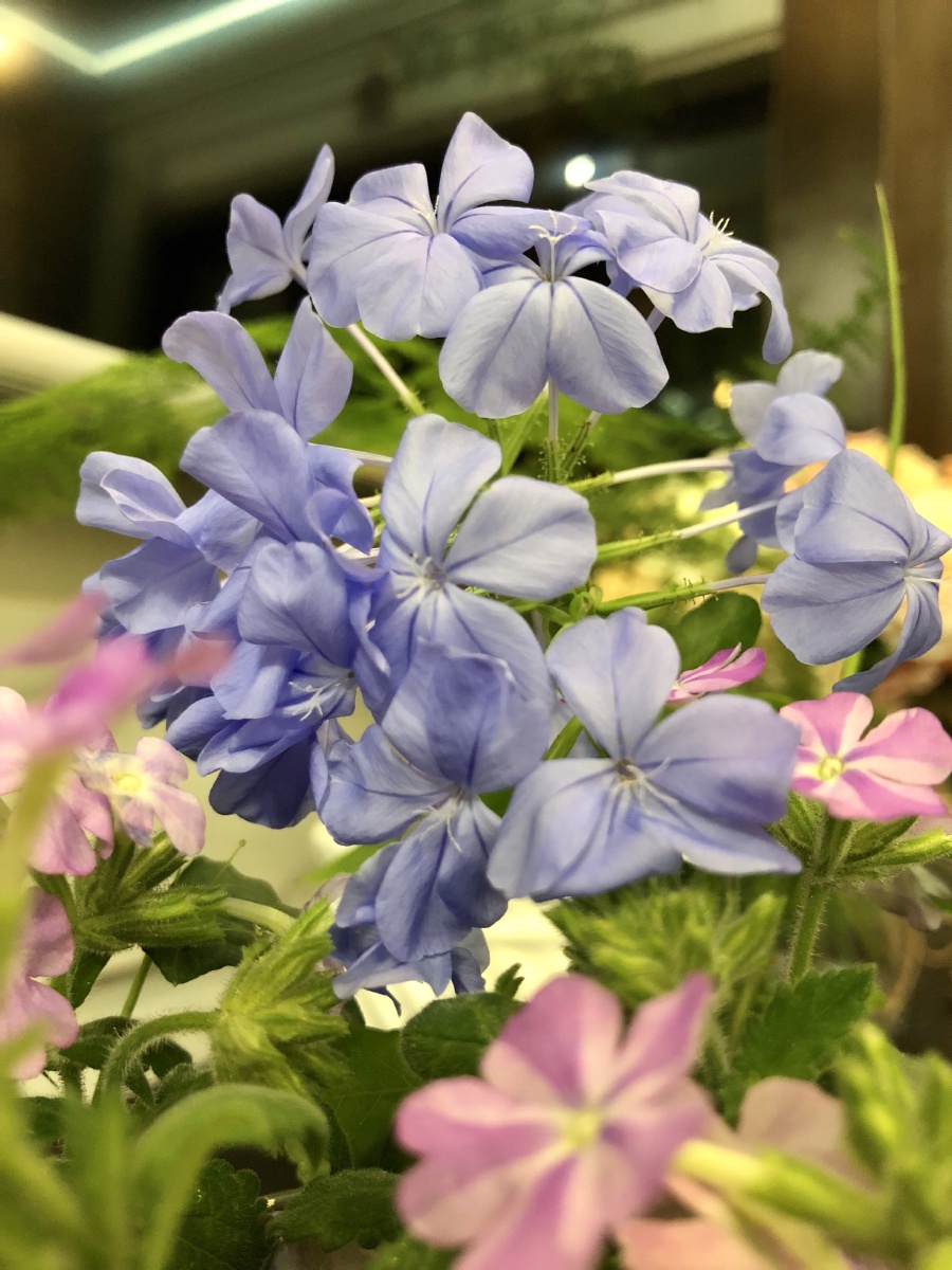 溯游从之宛在水中坻