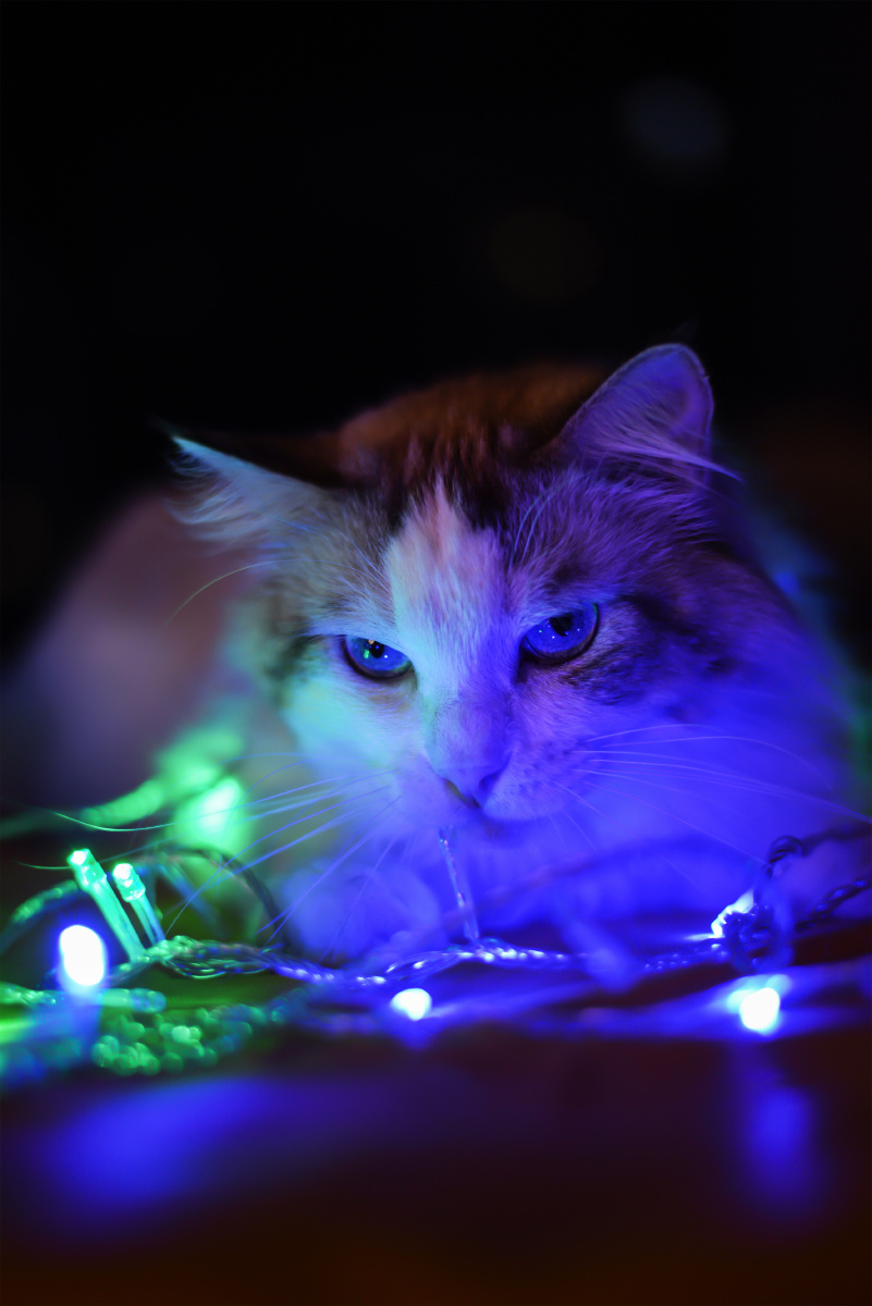 布偶猫夜里玩灯,蓝色和紫色背景