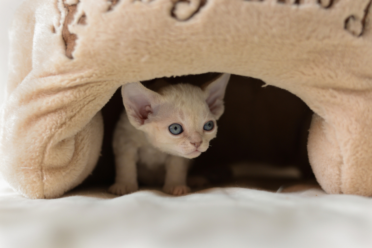 重点色白色德文卷毛猫探出小脑袋非常可爱