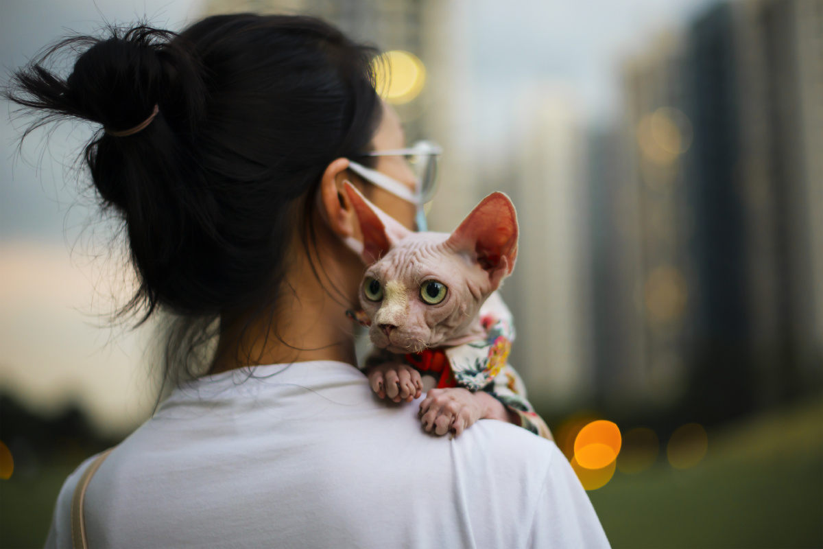 无毛猫与女主人外景拍照,又帅又可爱,花衬衫和他的大耳朵很配.