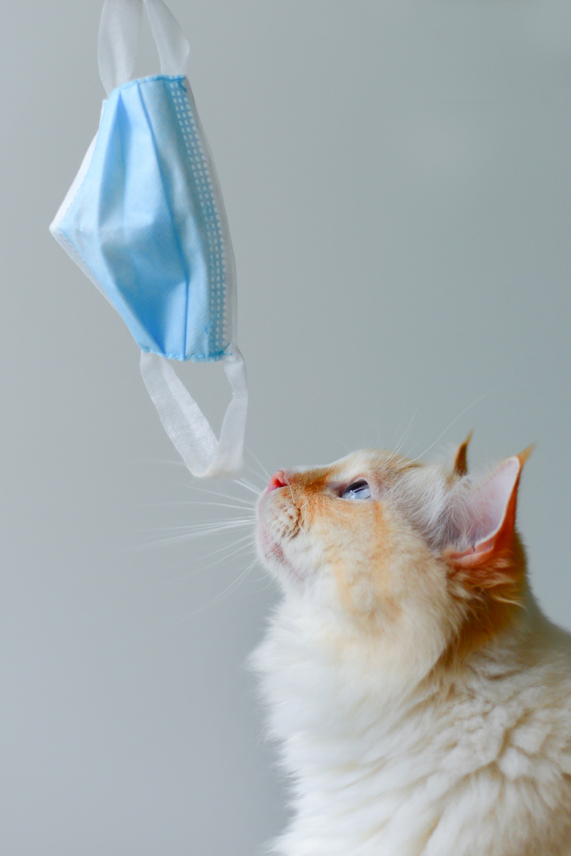 橘猫伸手拿蓝色医用口罩 灰色背景