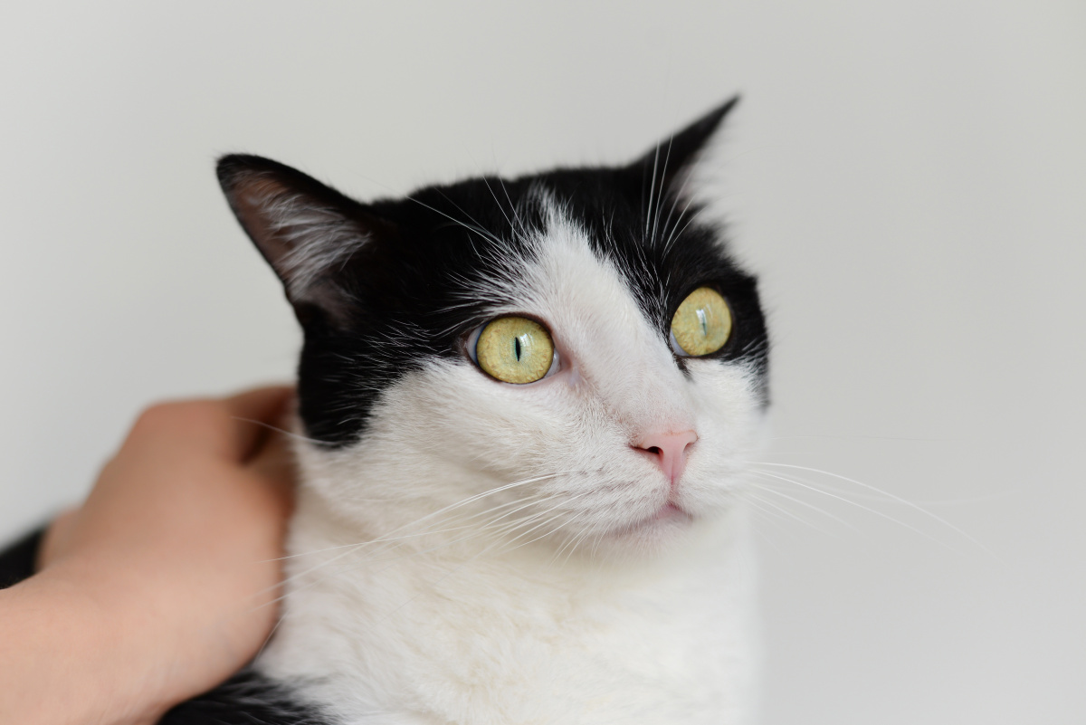 小耳朵的奶牛猫很可爱正在享受抚摸的中华田园猫