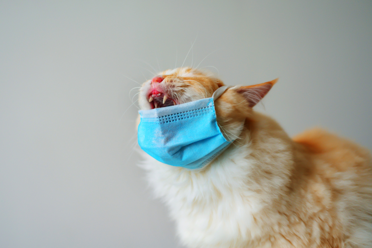 橘猫戴口罩 表情痛苦想哭 灰色背景 - 甜叔与猫小姐 - 图虫