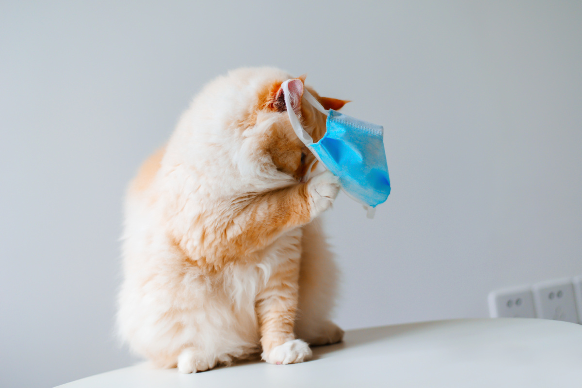 橘猫戴口罩 表情痛苦想哭 灰色背景