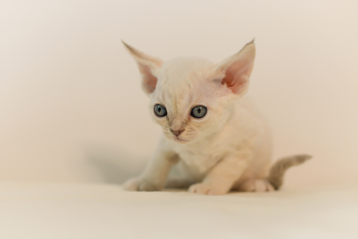 白色重点色德文卷毛猫小奶猫超可爱