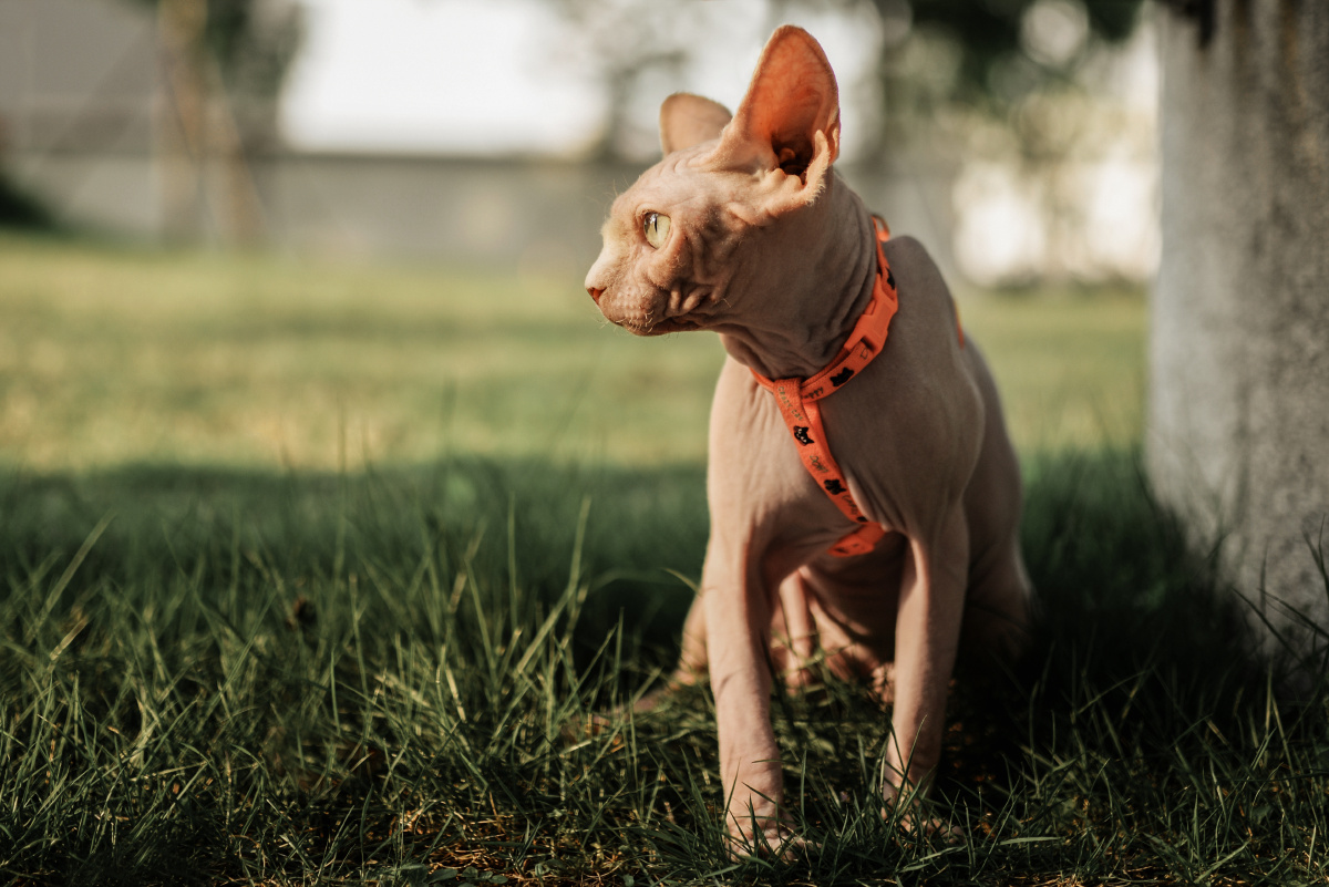 斯芬克斯无毛猫在草坪上玩耍眼睛望着某处