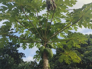 1000088432