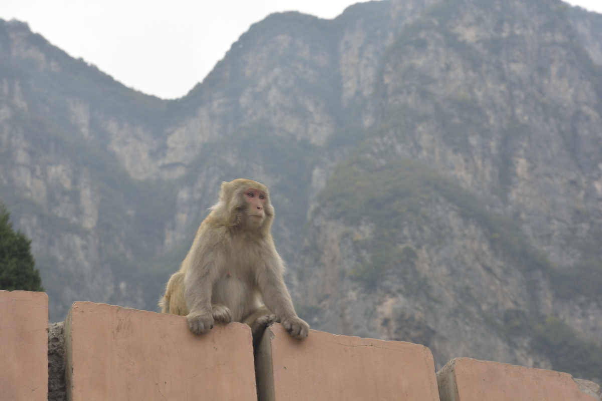 我们河南省济源市五龙口猴山猕猴活泼机灵惹人喜爱游客驻足观赏十分有