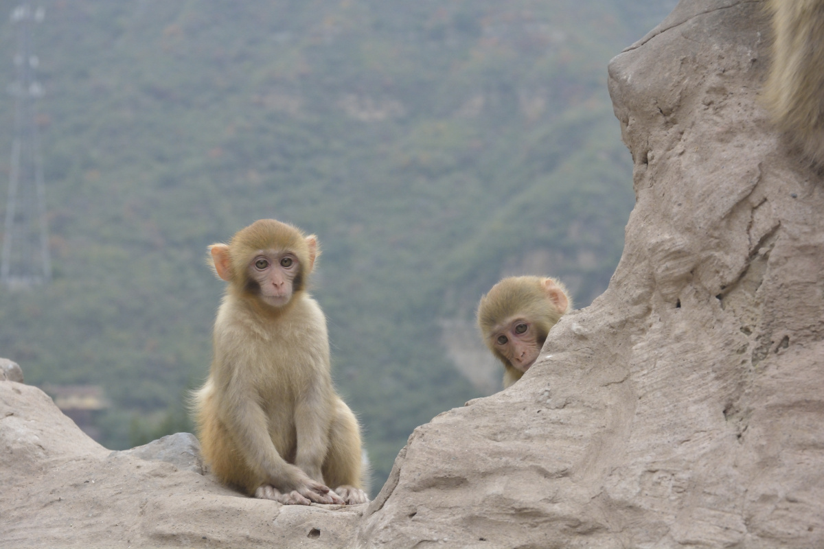 我们河南省济源市五龙口猴山猕猴活泼机灵惹人喜爱游客驻足观赏十分有