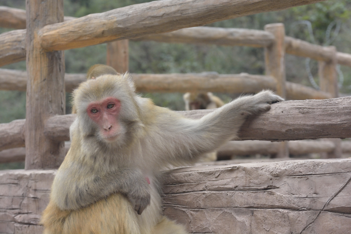 我们河南省济源市五龙口猴山猕猴活泼机灵惹人喜爱游客驻足观赏十分有
