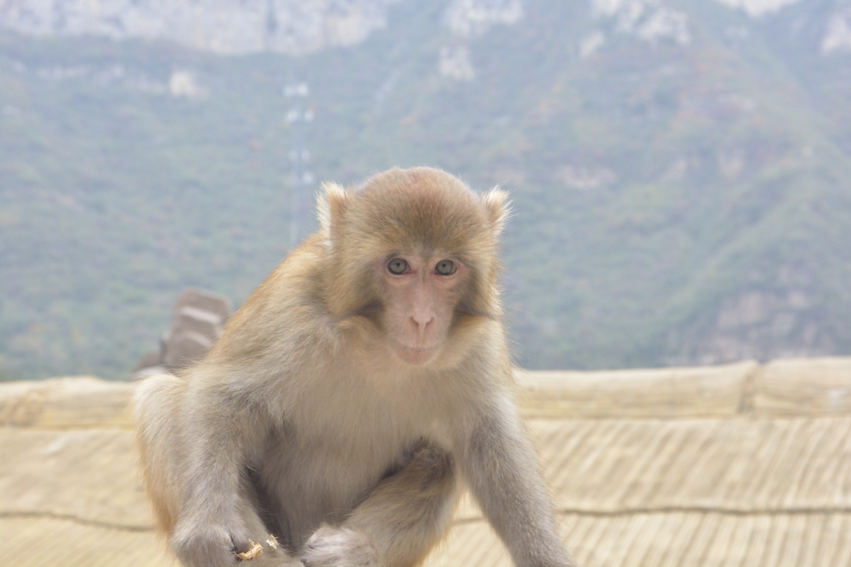 我们河南省济源市五龙口猴山猕猴活泼机灵惹人喜爱游客驻足观赏十分有