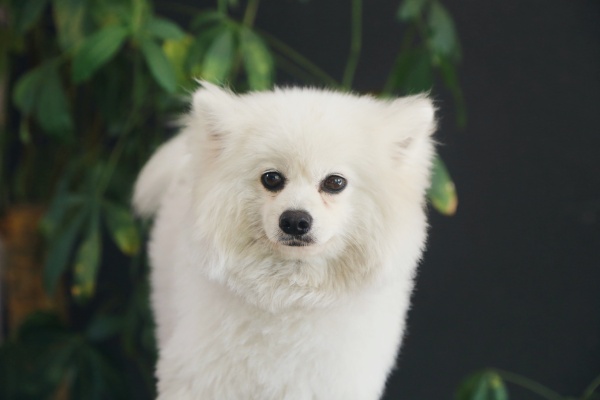 白博美 你喜欢吗 梦梨视界