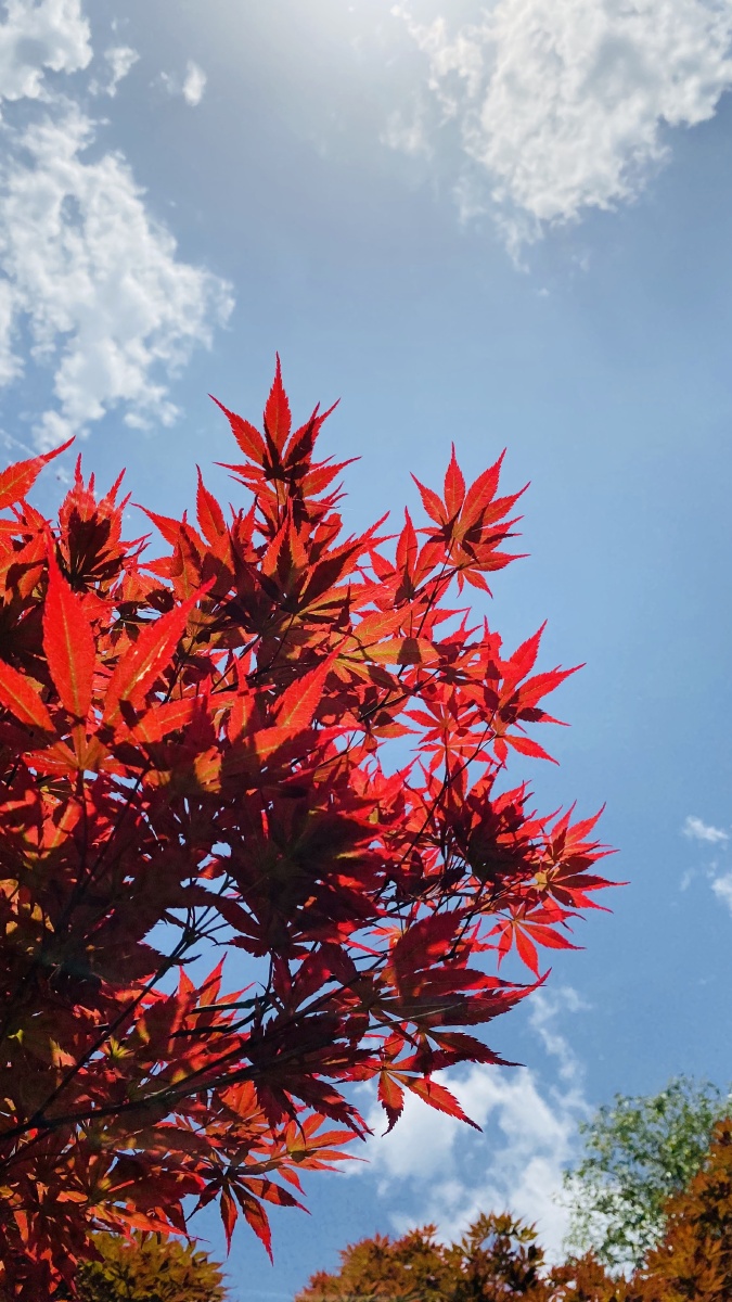 红叶