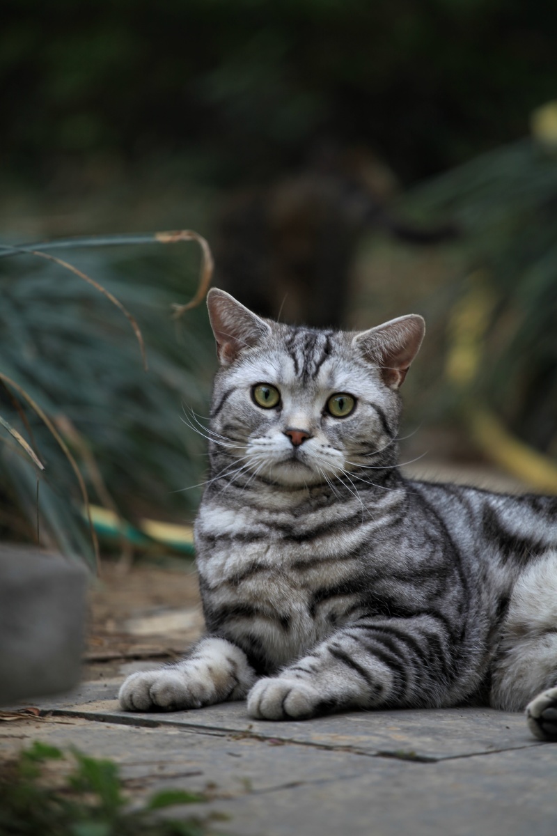 美国短毛猫 - 小熊笨笨y - 图虫